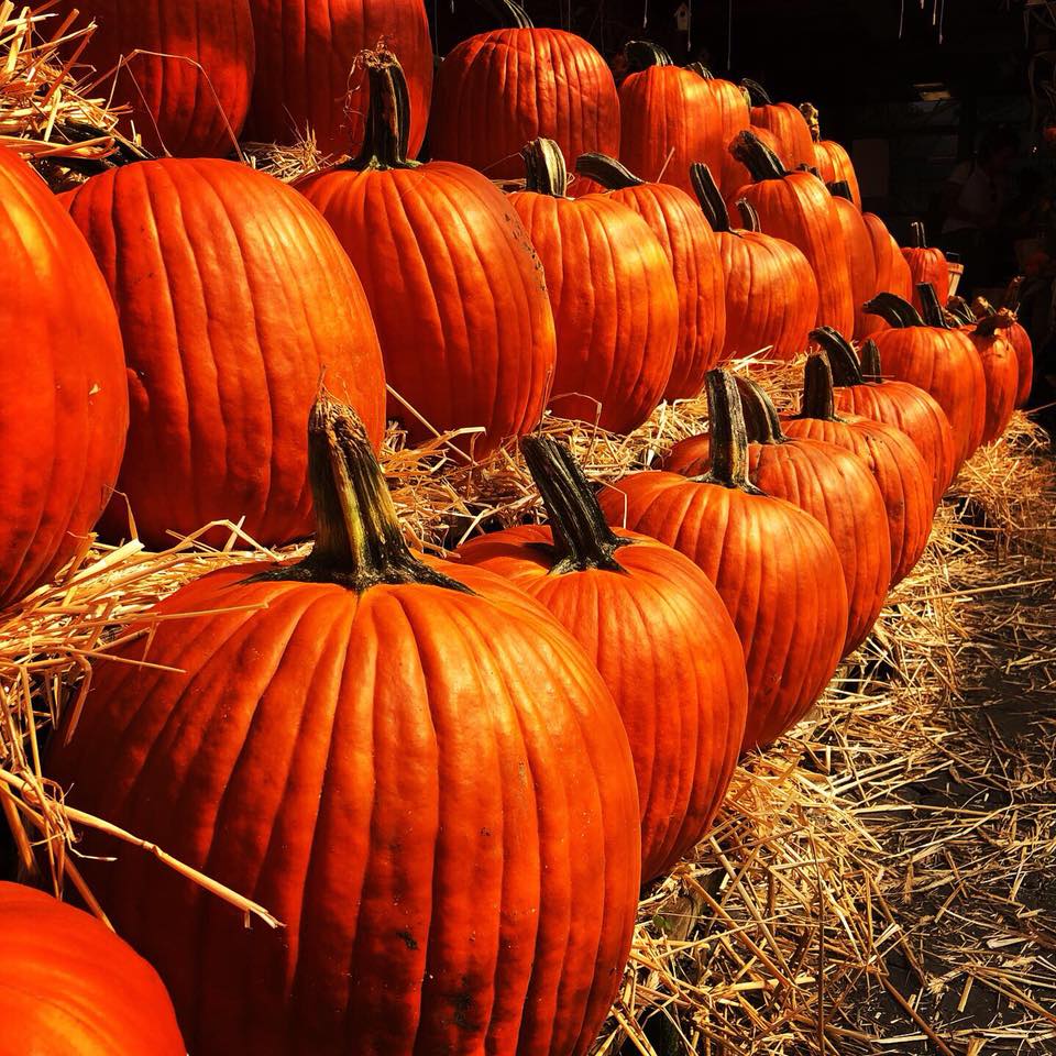 Harvest Pumpkins at Tendercrop Farm
