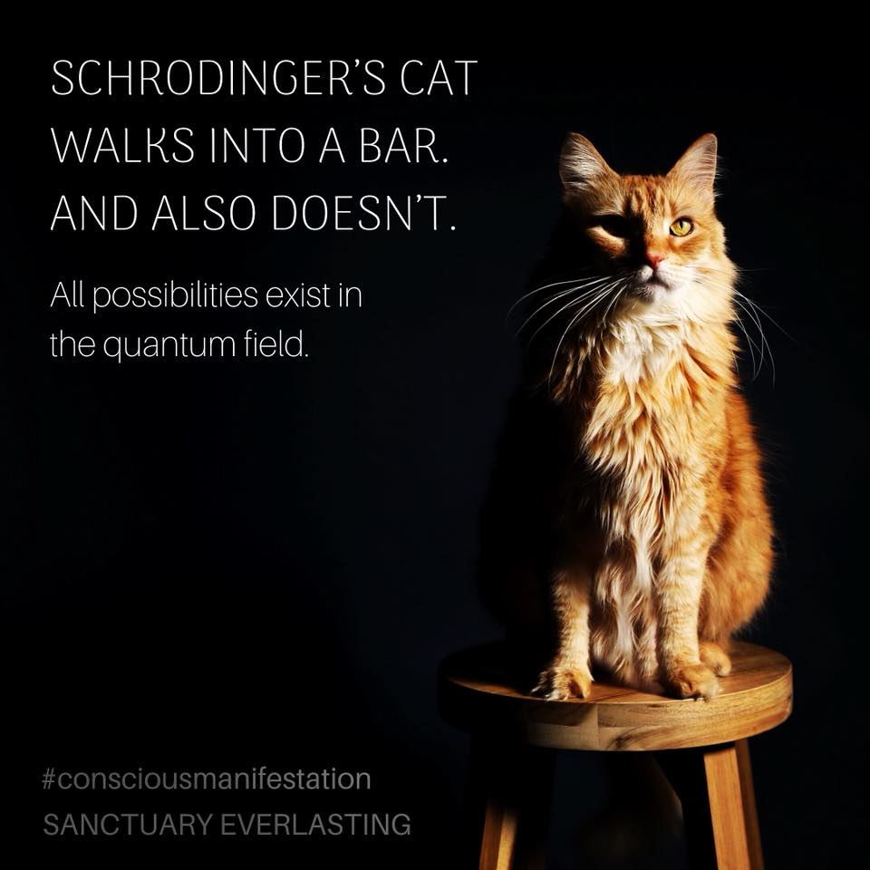Schrodinger’s Cat: Open Mind Meditation