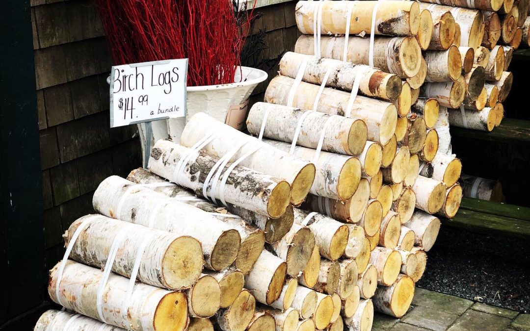 Birch Tree Meaning and Magick Sanctuary Everlasting