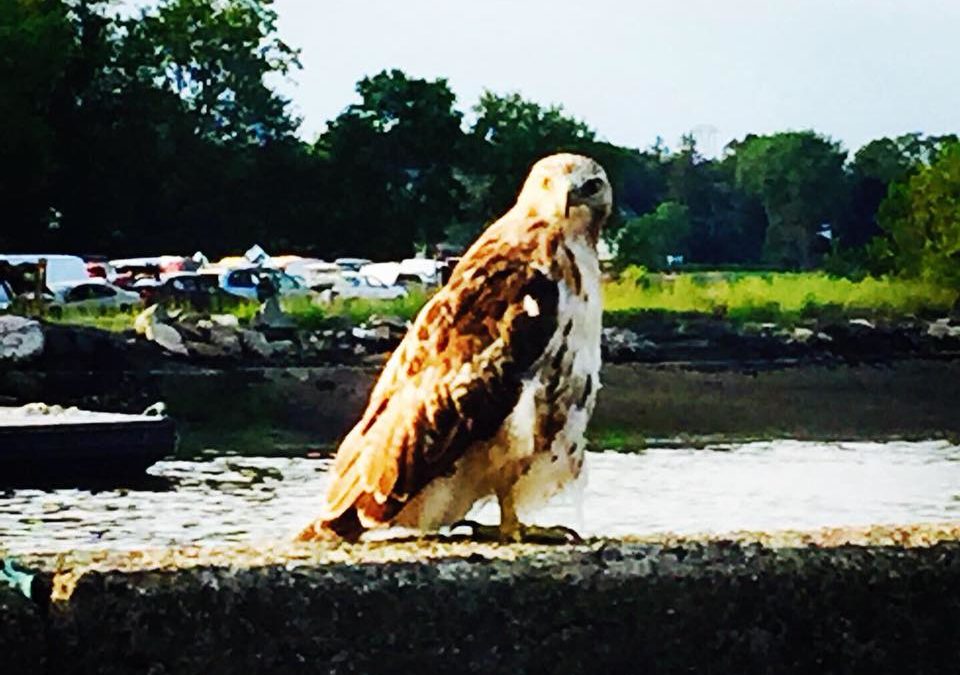 Hawk Totem Meaning (Spirit Animal) Sanctuary Everlasting