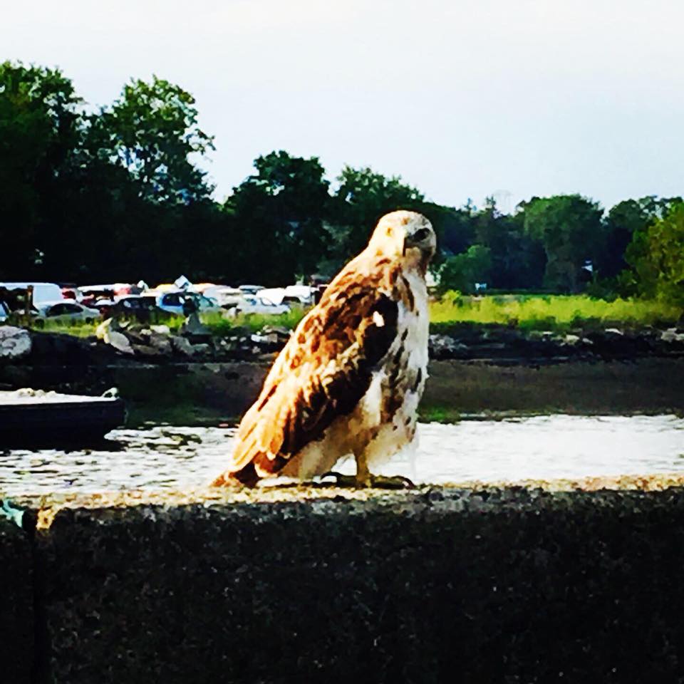 Owl Totem Meaning (Spirit Animal) - Sanctuary Everlasting