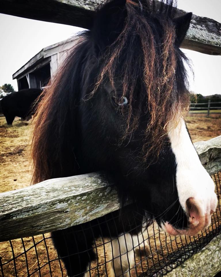 Horse Totem Meaning (Spirit Animal) - Sanctuary Everlasting Horse Totem Meaning (Spirit Animal) - Sanctuary Everlasting